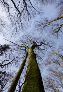 Meine Leistungen - Waldbaden und erste Erfahrungen mit den Bäumen